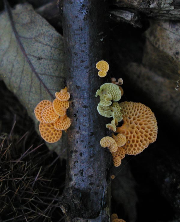 Favolaschia calocera (dedicato ad Alfy)